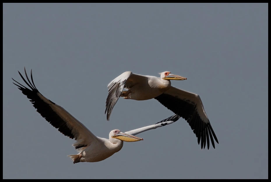  Pelikany Ptaki pelikan rózowy ptaki Nikon D200 Sigma APO 500mm f/4.5 DG/HSM Kenia 0 ptak dziób ptak morski fauna skrzydło niebo dzikiej przyrody pióro bocian biały