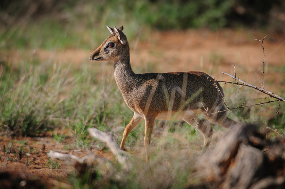  Dikdik Ssaki Nikon D300 Sigma APO 500mm f/4.5 DG/HSM Kenia 0 dzikiej przyrody fauna ssak ekosystem zwierzę lądowe pustynia gazela antylopa szakal organizm