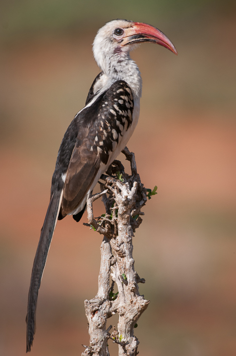  Toko białogrzbiety Ptaki Nikon D300 Sigma APO 500mm f/4.5 DG/HSM Kenia 0 ptak dziób dzioborożec fauna coraciiformes dzikiej przyrody piciformes pióro