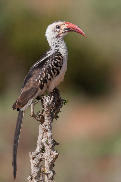  Toko białogrzbiety Ptaki Nikon D300 Sigma APO 500mm f/4.5 DG/HSM Kenia 0 ptak dziób dzioborożec fauna coraciiformes ibis dzikiej przyrody pióro