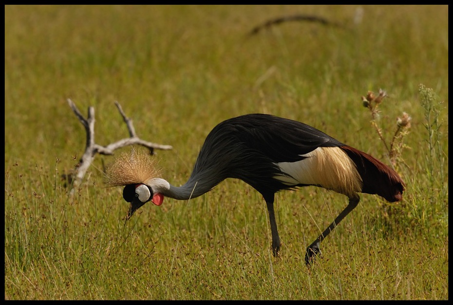  Koronnik szary Ptaki koronnik ptaki Nikon D200 Sigma APO 500mm f/4.5 DG/HSM Kenia 0 ptak ekosystem fauna żuraw jak ptak dźwig dzikiej przyrody dziób łąka zwierzę lądowe ecoregion
