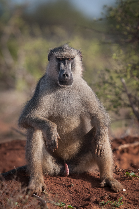  Pawian Ssaki Nikon D300 Sigma APO 500mm f/4.5 DG/HSM Kenia 0 fauna ssak pawian prymas dzikiej przyrody stary świat małpa makak zwierzę lądowe organizm drzewo
