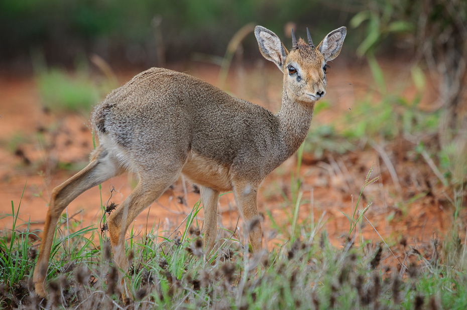  Dikdik Ssaki Nikon D300 Sigma APO 500mm f/4.5 DG/HSM Kenia 0 dzikiej przyrody jeleń fauna ssak zwierzę lądowe antylopa Sarna z bialym ogonem piżmowcowate gazela trawa