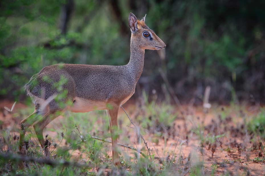  Dikdik Ssaki Nikon D300 Sigma APO 500mm f/4.5 DG/HSM Kenia 0 dzikiej przyrody jeleń fauna ssak ekosystem zwierzę lądowe rezerwat przyrody pustynia Sarna z bialym ogonem impala