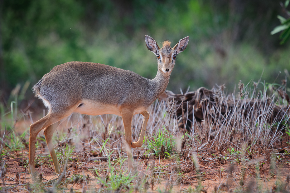  Dikdik Ssaki Nikon D300 Sigma APO 500mm f/4.5 DG/HSM Kenia 0 dzikiej przyrody fauna ssak jeleń pustynia zwierzę lądowe rezerwat przyrody gazela antylopa Park Narodowy