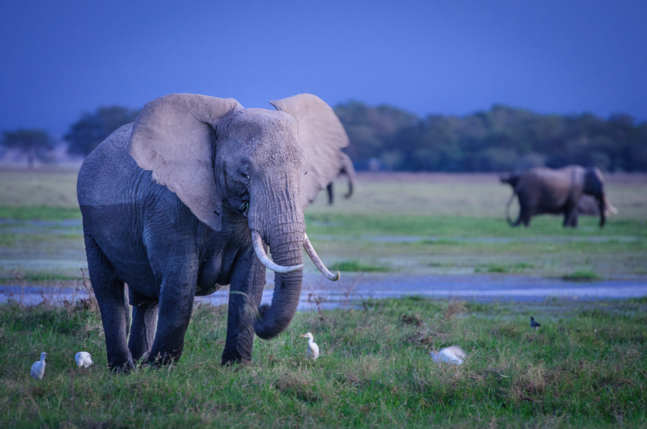  Słoń afrykański Ssaki Nikon D300 AF-S Nikkor 70-200mm f/2.8G Kenia 0 słonie i mamuty słoń dzikiej przyrody łąka zwierzę lądowe słoń indyjski ssak fauna pustynia Słoń afrykański