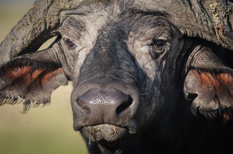  Portret byka Ssaki Nikon D300 Sigma APO 500mm f/4.5 DG/HSM Kenia 0 dzikiej przyrody ssak fauna pysk ścieśniać oko zwierzę lądowe organizm róg ogród zoologiczny