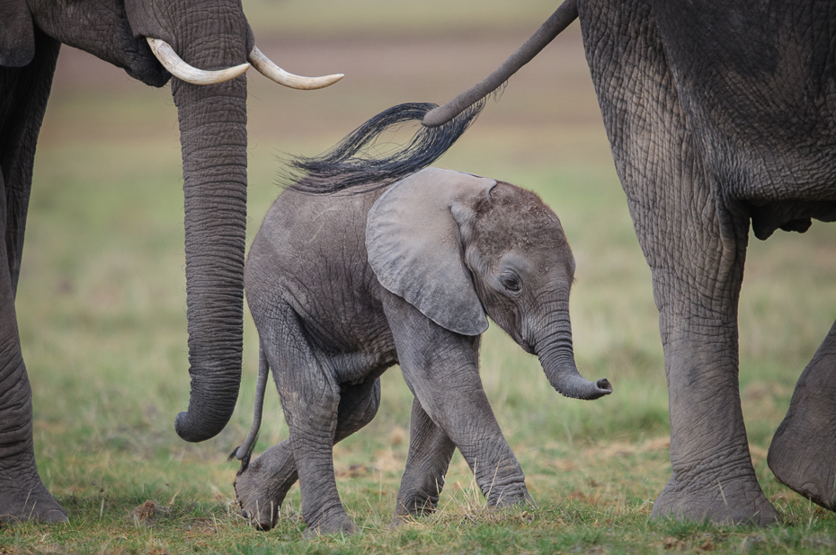  Młody słoń Ssaki Nikon D300 Sigma APO 500mm f/4.5 DG/HSM Kenia 0 słonie i mamuty zwierzę lądowe dzikiej przyrody słoń indyjski fauna ssak Słoń afrykański kieł trawa
