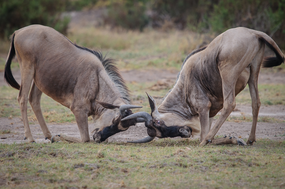  Ćwiczenia antylop Ssaki Nikon D300 Sigma APO 500mm f/4.5 DG/HSM Kenia 0 dzikiej przyrody gnu fauna zwierzę lądowe pustynia safari sawanna trawa pastwisko Park Narodowy