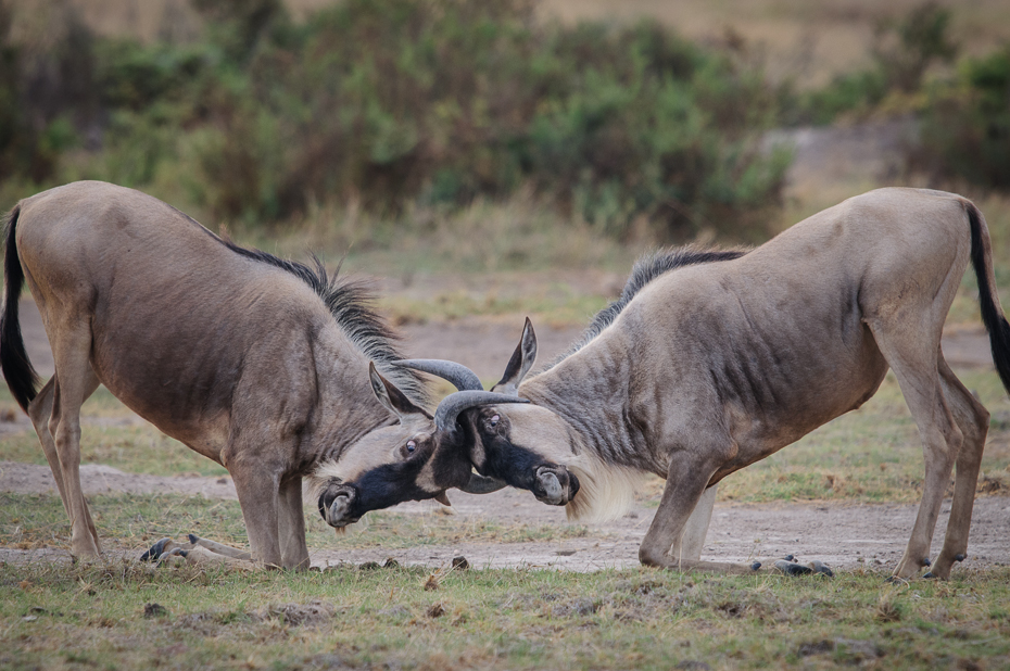 Ćwiczenia antylop Ssaki Nikon D300 Sigma APO 500mm f/4.5 DG/HSM Kenia 0 dzikiej przyrody gnu fauna ekosystem pustynia zwierzę lądowe róg stado safari pastwisko