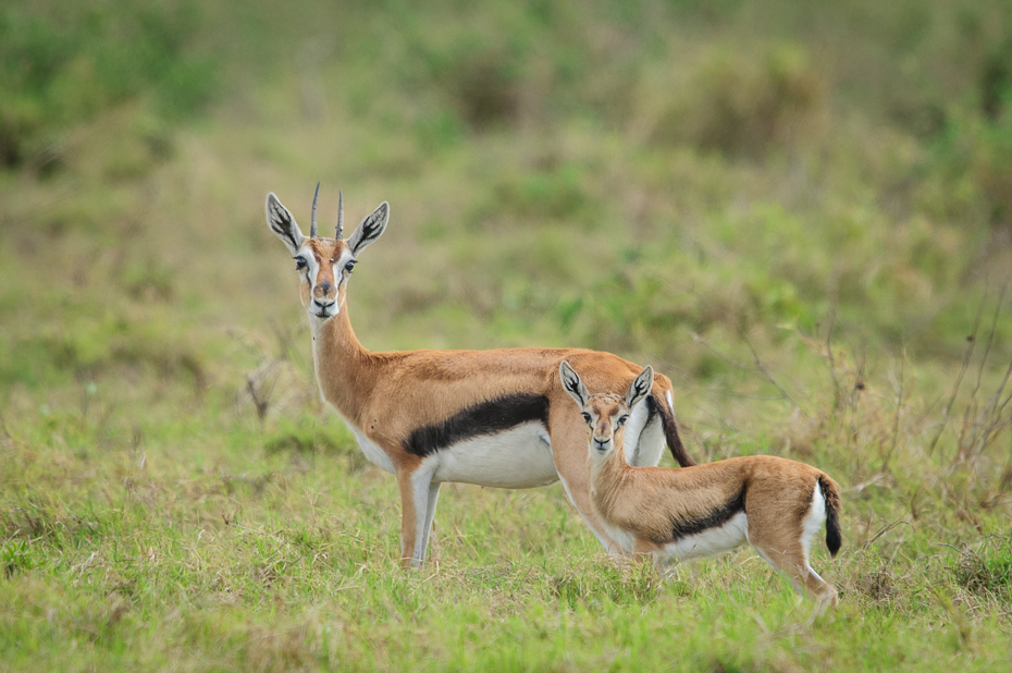  Gazela Thomsona Ssaki Nikon D300 Sigma APO 500mm f/4.5 DG/HSM Kenia 0 dzikiej przyrody gazela fauna ssak ekosystem zwierzę lądowe springbok antylopa łąka impala