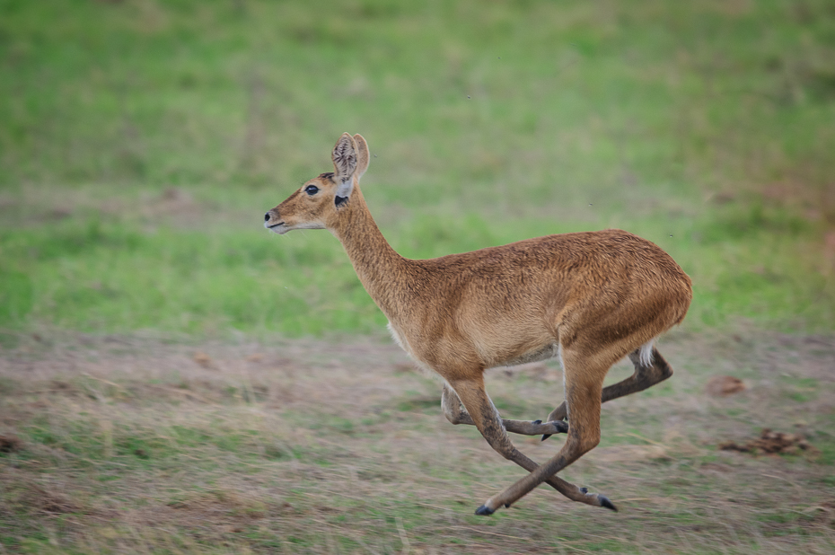  Bohor Ssaki Nikon D300 Sigma APO 500mm f/4.5 DG/HSM Kenia 0 dzikiej przyrody fauna zwierzę lądowe jeleń ssak ekosystem rezerwat przyrody trawa impala łąka
