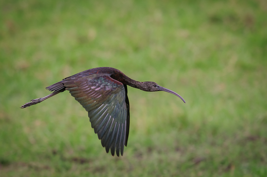 Ibis kasztanowaty Ptaki Nikon D300 Sigma APO 500mm f/4.5 DG/HSM Kenia 0 ptak dzikiej przyrody fauna ibis dziób ekosystem ecoregion shorebird skrzydło