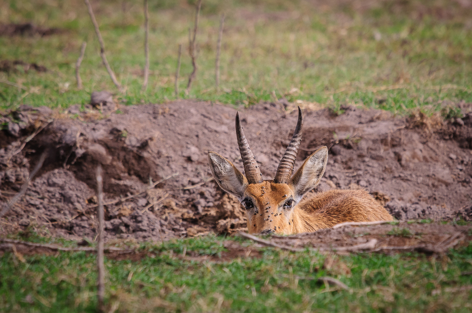  Bohor Ssaki Nikon D300 Sigma APO 500mm f/4.5 DG/HSM Kenia 0 dzikiej przyrody ssak fauna ekosystem zwierzę lądowe trawa gleba preria ecoregion łąka