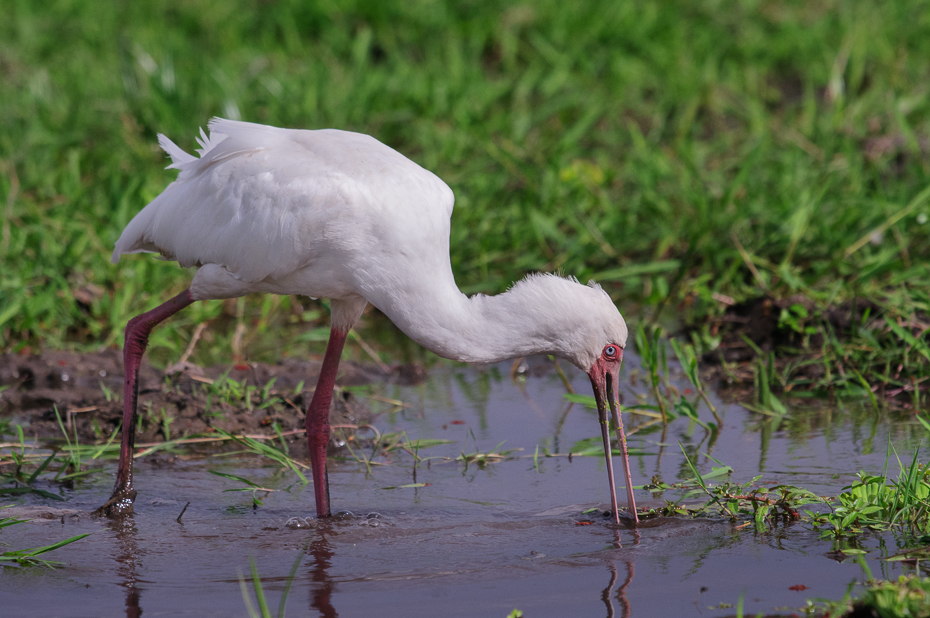  Warzęcha czerwonolica Ptaki Nikon D300 Sigma APO 500mm f/4.5 DG/HSM Kenia 0 ptak ekosystem ibis fauna dziób dzikiej przyrody Wielka czapla woda egret warzęcha biała