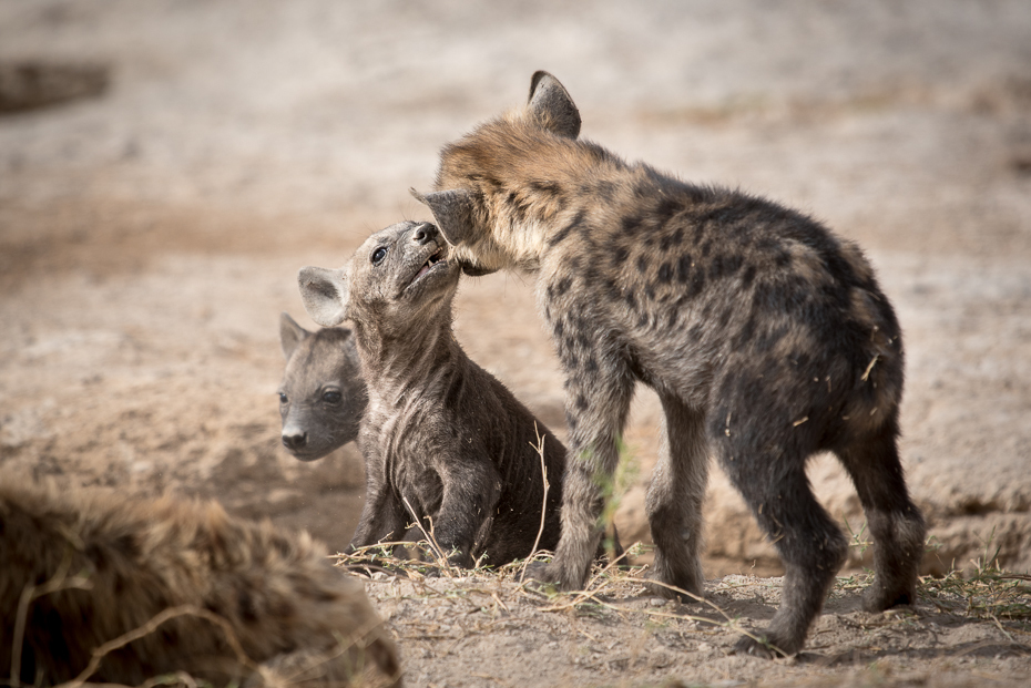  Młode hieny Ssaki nikon d750 Sigma APO 500mm f/4.5 DG/HSM Kenia 0 hiena dzikiej przyrody ssak fauna zwierzę lądowe pustynia organizm pysk safari carnivoran