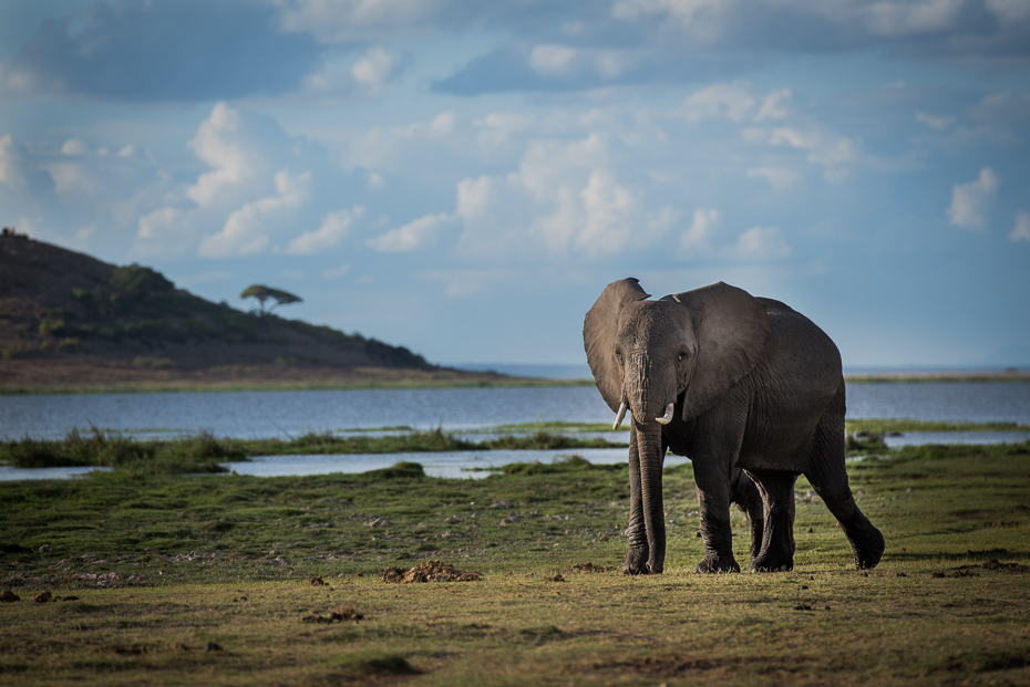  Słonie Ssaki nikon d750 Nikon AF-S Nikkor 70-200mm f/2.8G Kenia 0 słonie i mamuty słoń dzikiej przyrody słoń indyjski pustynia ekosystem łąka Słoń afrykański kieł zwierzę lądowe