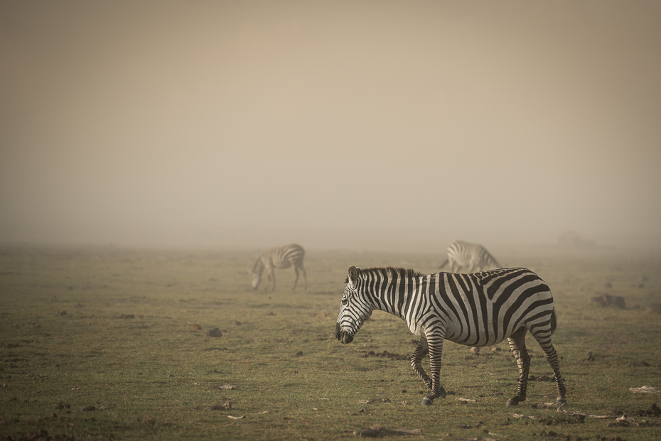  Zebra podczas burzy piaskowej Ssaki nikon d750 Nikon AF-S Nikkor 70-200mm f/2.8G Kenia 0 dzikiej przyrody łąka zebra sawanna fauna safari trawa ranek Równina niebo