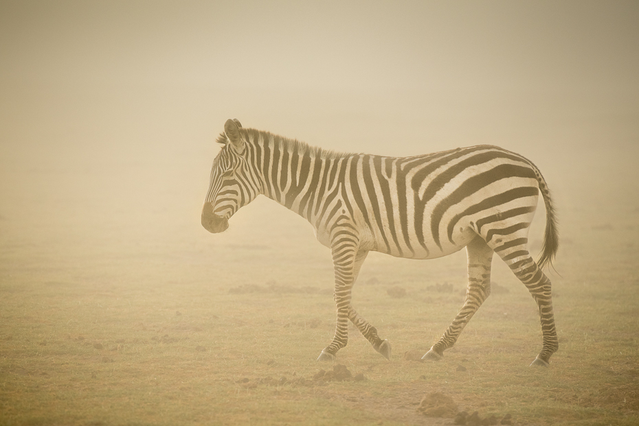  Zebra podczas burzy piaskowej Ssaki nikon d750 Nikon AF-S Nikkor 70-200mm f/2.8G Kenia 0 zebra dzikiej przyrody fauna koń jak ssak łąka sawanna zwierzę lądowe quagga safari trawa