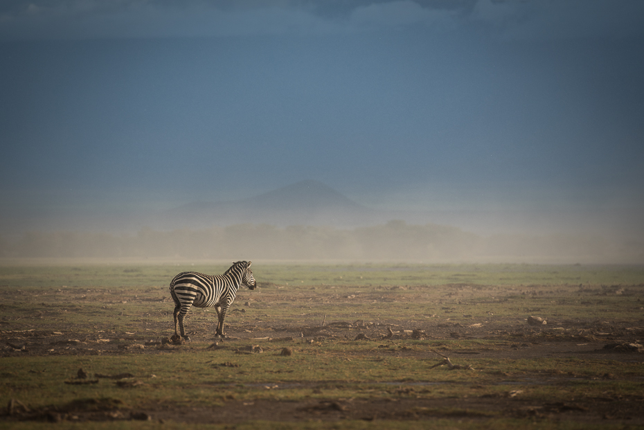  Zebra podczas burzy piaskowej Ssaki nikon d750 Nikon AF-S Nikkor 70-200mm f/2.8G Kenia 0 łąka ekosystem dzikiej przyrody sawanna Równina niebo pustynia step ecoregion horyzont