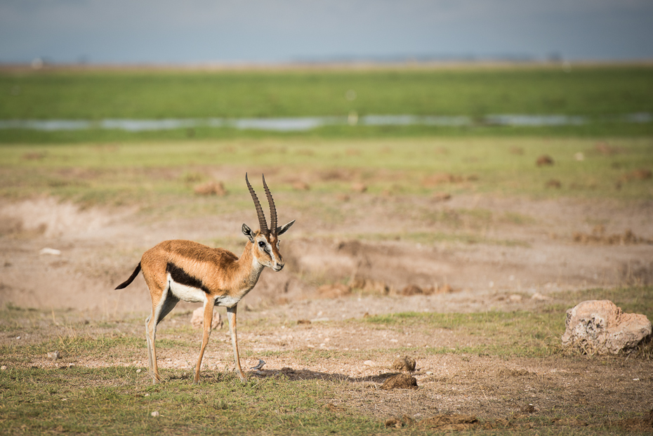  Gazela Thomsona Ssaki nikon d750 Nikon AF-S Nikkor 70-200mm f/2.8G Kenia 0 dzikiej przyrody łąka ekosystem fauna gazela ssak antylopa preria springbok impala