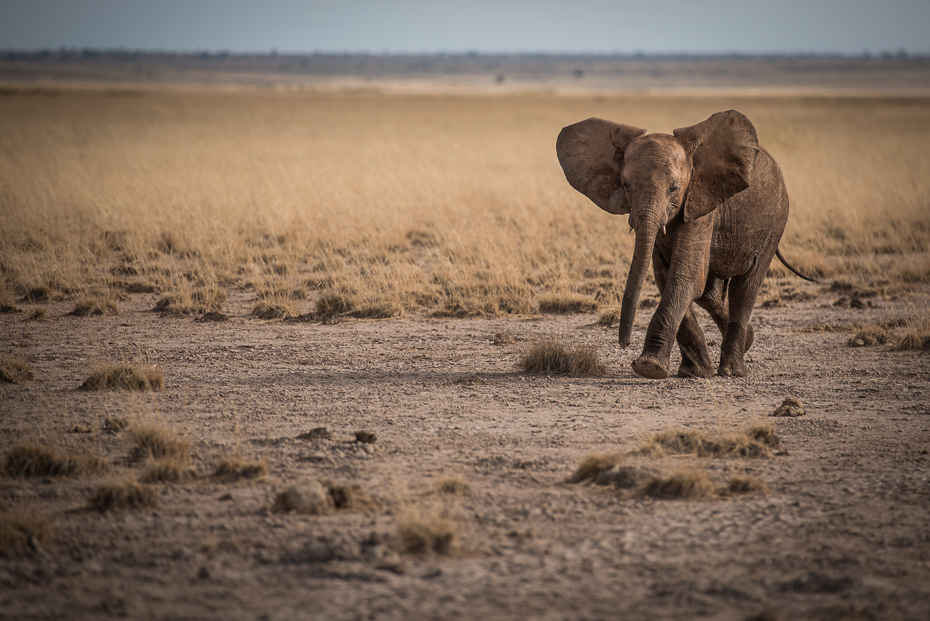  Młody słoń Ssaki nikon d750 Nikon AF-S Nikkor 70-200mm f/2.8G Kenia 0 słonie i mamuty dzikiej przyrody ekosystem pustynia safari Słoń afrykański sawanna łąka ecoregion