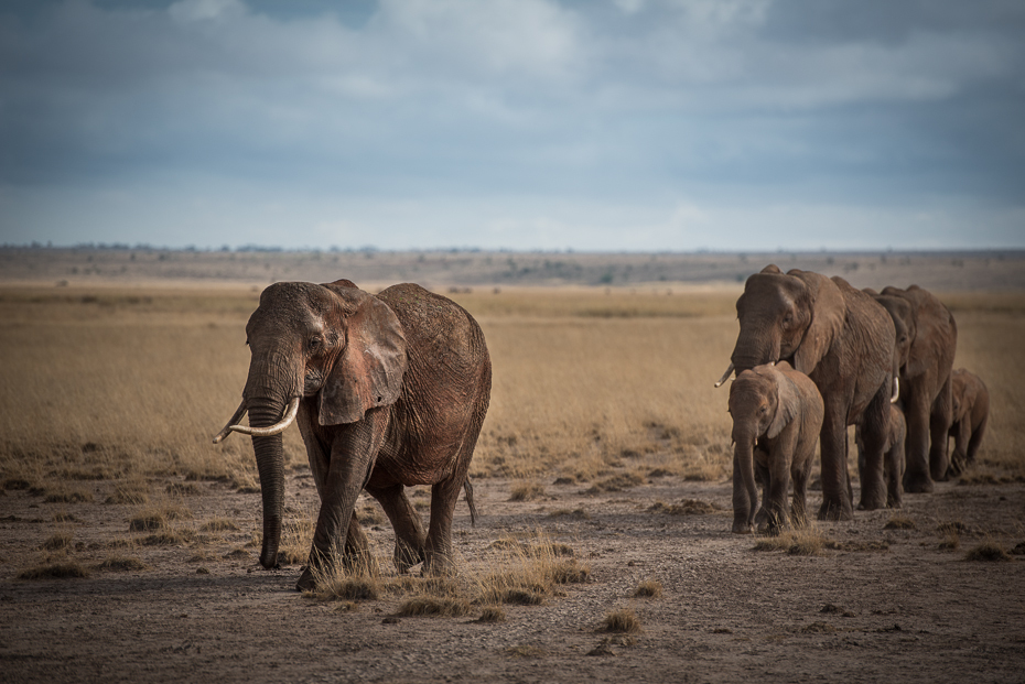  Słonie Ssaki nikon d750 Nikon AF-S Nikkor 70-200mm f/2.8G Kenia 0 słonie i mamuty słoń dzikiej przyrody ekosystem łąka pustynia Słoń afrykański słoń indyjski sawanna zwierzę lądowe