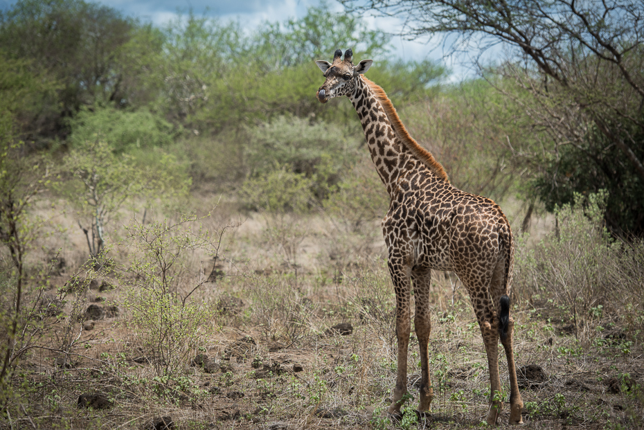  Żyrafa Ssaki nikon d750 Nikon AF-S Nikkor 70-200mm f/2.8G Kenia 0 żyrafa dzikiej przyrody zwierzę lądowe ekosystem fauna żyrafy łąka pustynia rezerwat przyrody Park Narodowy