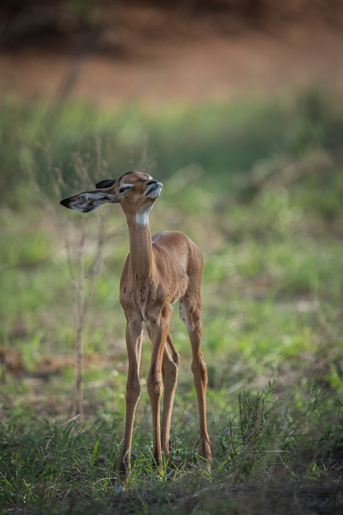  Młoda impala Ssaki nikon d750 Sigma APO 500mm f/4.5 DG/HSM Kenia 0 dzikiej przyrody fauna ekosystem jeleń zwierzę lądowe pustynia antylopa gazela łąka