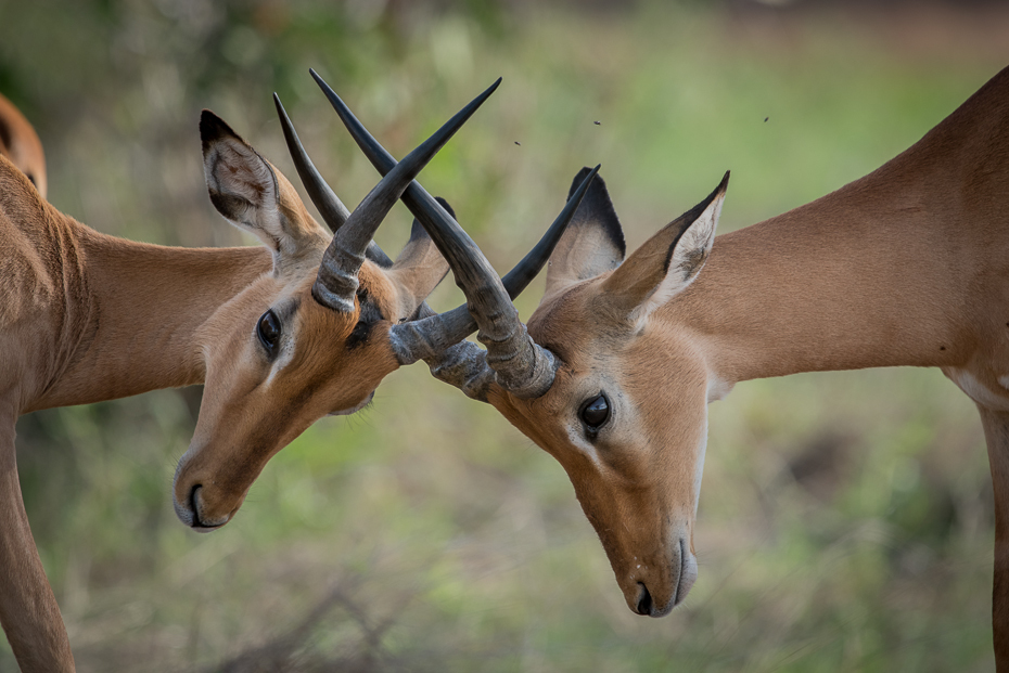  Impale Ssaki nikon d750 Sigma APO 500mm f/4.5 DG/HSM Kenia 0 dzikiej przyrody fauna antylopa impala springbok róg zwierzę lądowe gazela trawa łąka