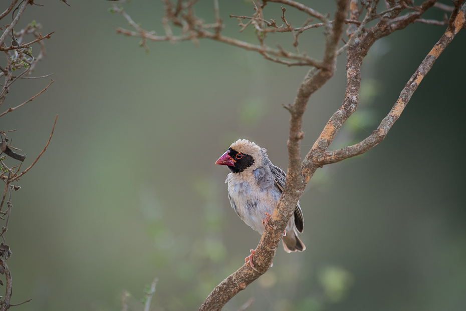  Wikłacz czerwonodzioby Ptaki nikon d750 Sigma APO 500mm f/4.5 DG/HSM Kenia 0 ptak fauna dziób gałąź dzikiej przyrody zięba drzewo ptak przysiadujący Gałązka pióro