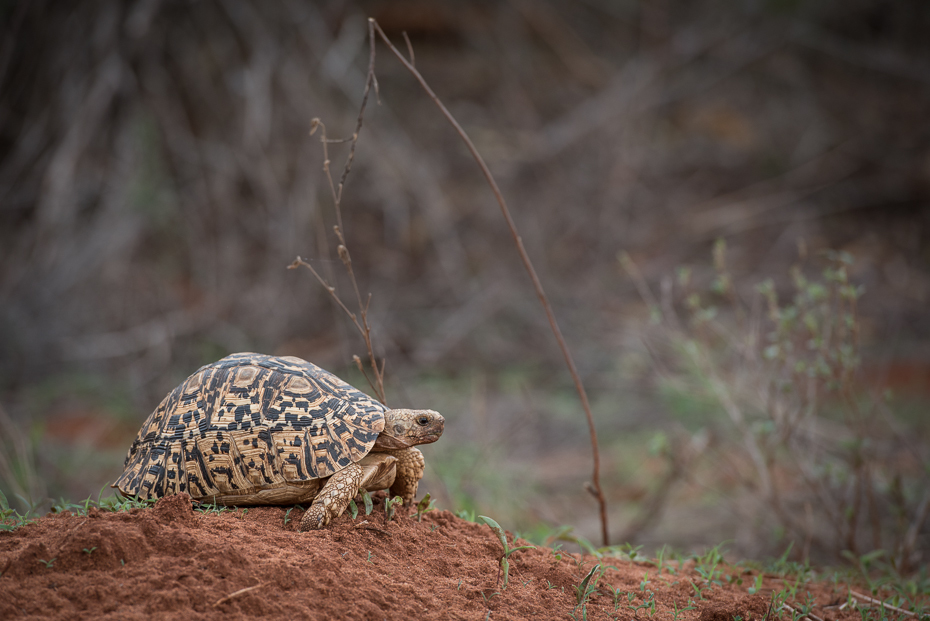  Żółw Gady nikon d750 Nikon AF-S Nikkor 70-200mm f/2.8G Kenia 0 żółw ekosystem fauna zwierzę lądowe emydidae dzikiej przyrody trawa organizm ecoregion