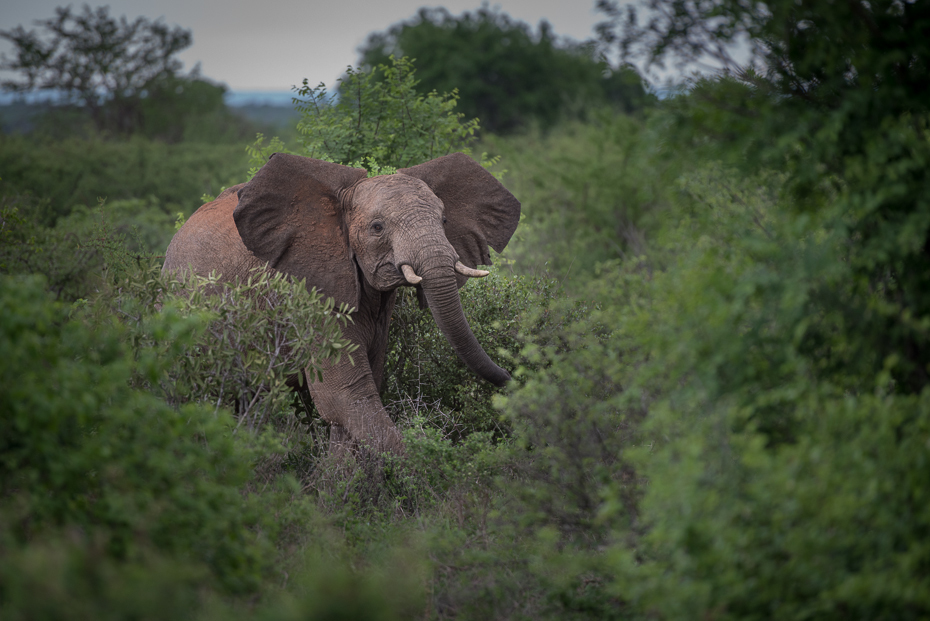  Słoń Ssaki nikon d750 Nikon AF-S Nikkor 70-200mm f/2.8G Kenia 0 słonie i mamuty słoń dzikiej przyrody zwierzę lądowe fauna ssak słoń indyjski pustynia ekosystem Słoń afrykański