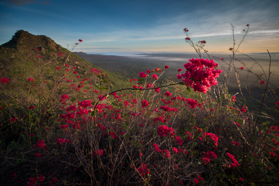  Tsavo West Krajobraz nikon d750 Nikon AF-S Nikkor 14-24mm f/2.8G Kenia 0 Natura niebo wegetacja dziki kwiat kwiat ekosystem liść Góra flora ranek