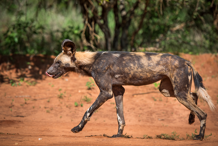  Likaon Ssaki nikon d750 Nikon AF-S Nikkor 70-200mm f/2.8G Kenia 0 dzikiej przyrody fauna Likaon pictus zwierzę lądowe organizm trawa pysk pies jak ssak hiena