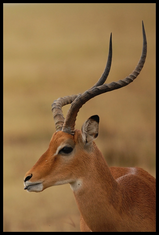  Impala Przyroda impala ssaki kenya Nikon D200 Sigma APO 500mm f/4.5 DG/HSM Kenia 0 dzikiej przyrody róg fauna antylopa springbok zwierzę lądowe łopata waterbuck gazela