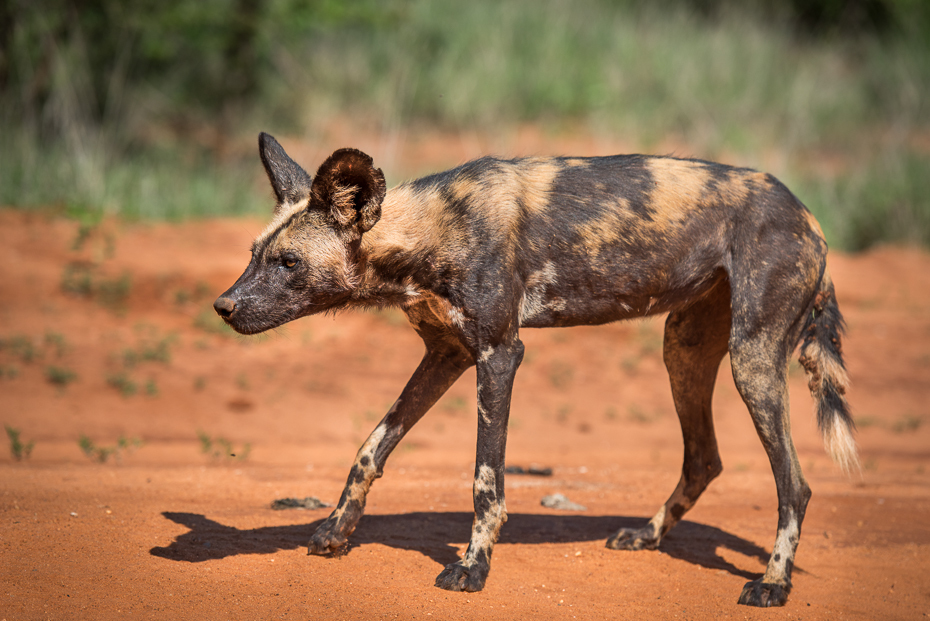  Likaon Ssaki nikon d750 Nikon AF-S Nikkor 70-200mm f/2.8G Kenia 0 dzikiej przyrody Likaon pictus fauna pies jak ssak rasa psa pysk carnivoran africanis