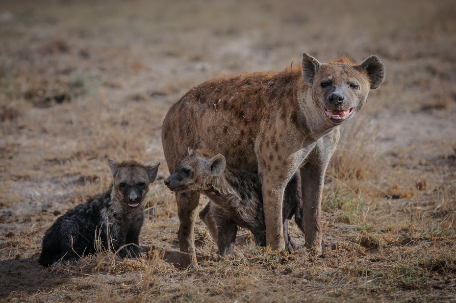  Hieny Ssaki Nikon D300 Sigma APO 500mm f/4.5 DG/HSM Kenia 0 hiena dzikiej przyrody fauna ssak zwierzę lądowe pustynia safari pysk futro