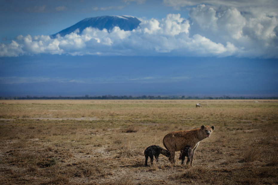  Hieny Kilimandżaro Krajobraz Nikon D300 Sigma APO 500mm f/4.5 DG/HSM Kenia 0 łąka ekosystem dzikiej przyrody niebo sawanna preria Równina step pastwisko Chmura