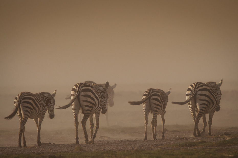  Zebry Ssaki Nikon D300 Sigma APO 500mm f/4.5 DG/HSM Kenia 0 dzikiej przyrody ekosystem fauna sawanna zebra stado łąka niebo krajobraz zwierzę lądowe
