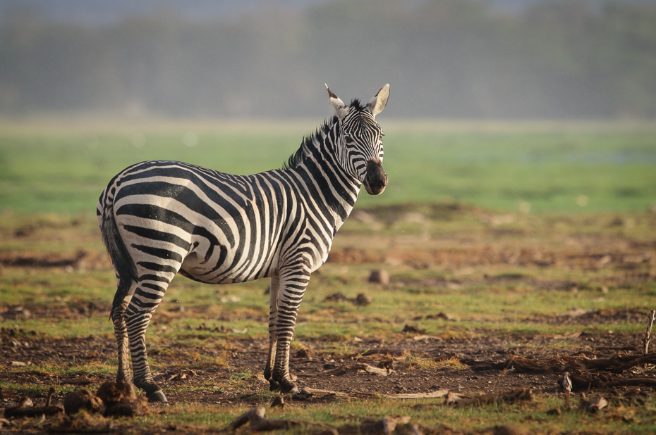  Zebra Ssaki Nikon D300 Sigma APO 500mm f/4.5 DG/HSM Kenia 0 dzikiej przyrody łąka zebra zwierzę lądowe ekosystem fauna pustynia sawanna trawa safari