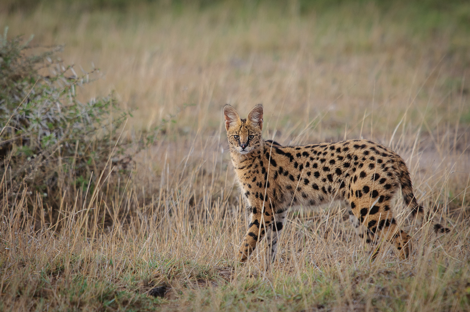  Serwal Ssaki Nikon D300 Sigma APO 500mm f/4.5 DG/HSM Kenia 0 dzikiej przyrody zwierzę lądowe gepard łąka ekosystem fauna ssak pustynia małe i średnie koty trawa