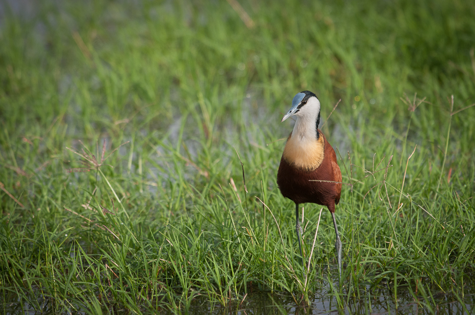  Długoszpon afrykański Ptaki Nikon D300 Sigma APO 500mm f/4.5 DG/HSM Kenia 0 ptak fauna dziób ekosystem trawa rezerwat przyrody dzikiej przyrody wodny ptak rodzina traw kaczki gęsi i łabędzie