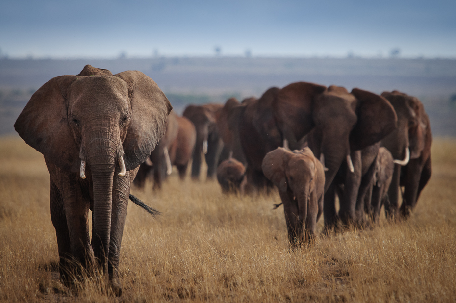  Słonie Ssaki Nikon D300 Sigma APO 500mm f/4.5 DG/HSM Kenia 0 słonie i mamuty słoń dzikiej przyrody ekosystem łąka słoń indyjski zwierzę lądowe stado pustynia Słoń afrykański