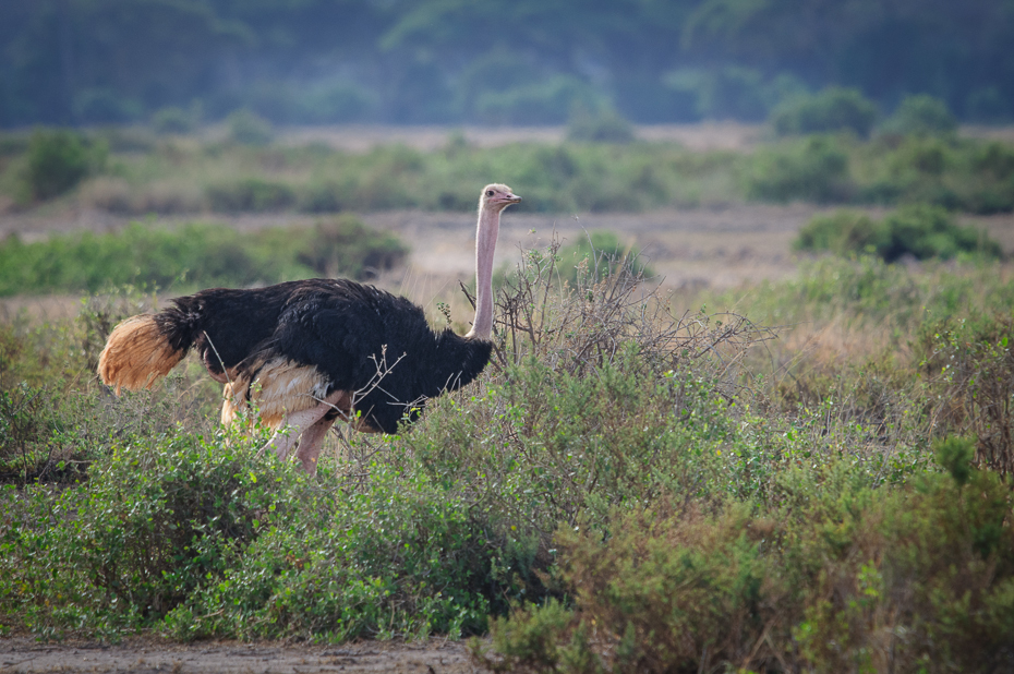  Struś Ptaki Nikon D300 Sigma APO 500mm f/4.5 DG/HSM Kenia 0 struś bezgrzebieniowy dzikiej przyrody fauna ekosystem Ptak nielot ptak ecoregion safari dziób
