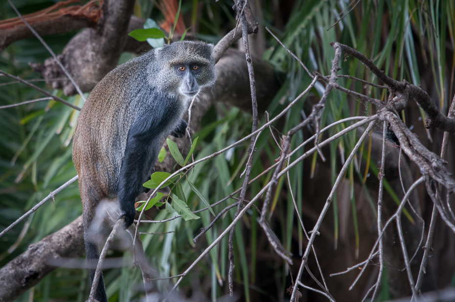  Koczkodan czarnosiwy Ssaki Nikon D300 Sigma APO 500mm f/4.5 DG/HSM Kenia 0 ssak fauna dzikiej przyrody liść drzewo nowa małpa świata stary świat małpa makak prymas organizm