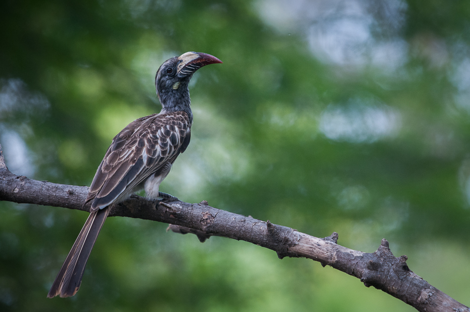  Toko nosaty Ptaki Nikon D300 Sigma APO 500mm f/4.5 DG/HSM Kenia 0 ptak dziób fauna dzikiej przyrody drzewo cuculiformes coraciiformes gałąź