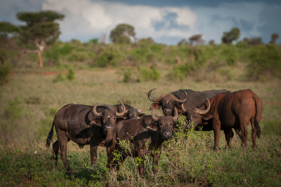 Bawoły Ssaki Nikon D300 Sigma APO 500mm f/4.5 DG/HSM Kenia 0 dzikiej przyrody stado gnu ekosystem łąka zwierzę lądowe fauna pustynia sawanna rezerwat przyrody