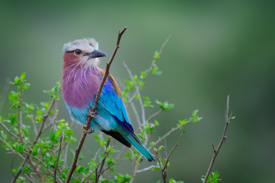  Kraska liliowopierśna Ptaki Nikon D300 Sigma APO 500mm f/4.5 DG/HSM Kenia 0 ptak wałek dziób fauna ekosystem dzikiej przyrody pióro ścieśniać gałąź organizm