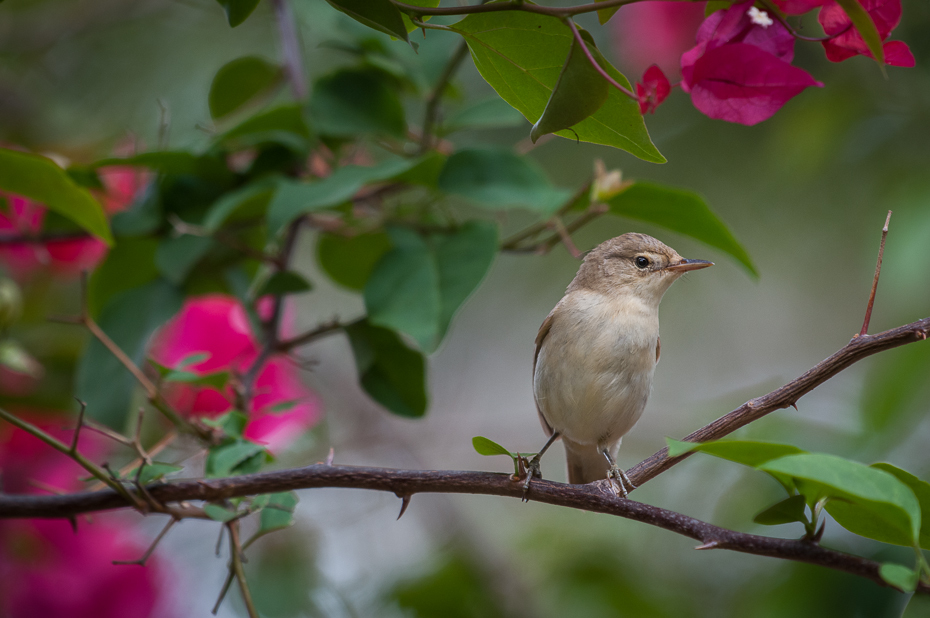  Piecuszek Ptaki Nikon D300 Sigma APO 500mm f/4.5 DG/HSM Kenia 0 ptak fauna dziób flora gałąź liść dzikiej przyrody słowik wróbel zięba
